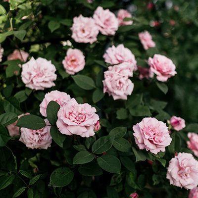Róża parkowa ‚Martha’ (Park rose)