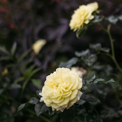 róża rabatowa ‚Solero’ (rosa)