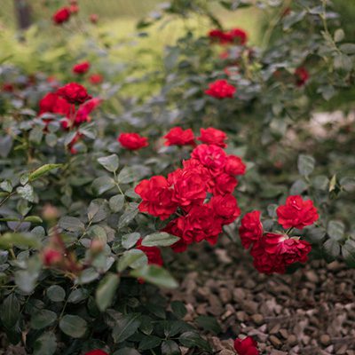 róża okrywowa ‚Red Fairy’ MOREDFAR (rosa)