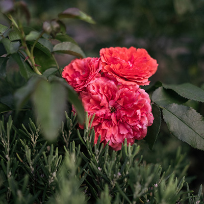 Róża parkowa ‚UETERSENS ROSENKÖNIGIN’