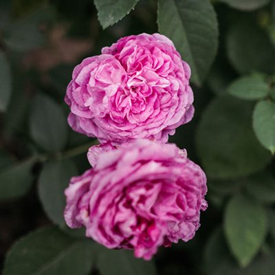 róża parkowa ‚Thérèse Bugnet’