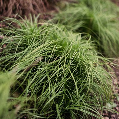 Turzyca wiosenna ‚The Beatles’ (Carex caryophyllea)