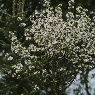 wiśnia osobliwa ‚Umbraculifera’ (Prunus eminens)