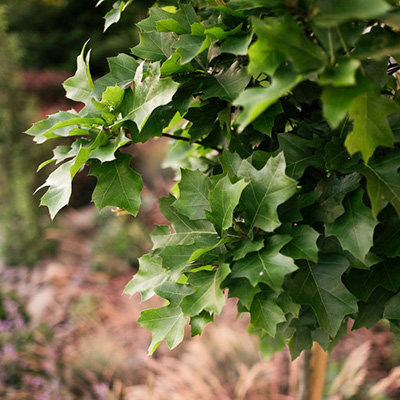 Dąb błotny ‚Green Dwarf’ (Quercus palustris)