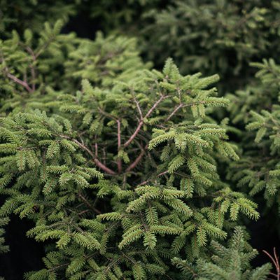 Świerk pospolity ‚Tabuliformis’ (Picea abies)