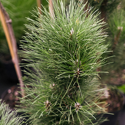 Sosna czarna ‚Green Tower’ (Pinus nigra)