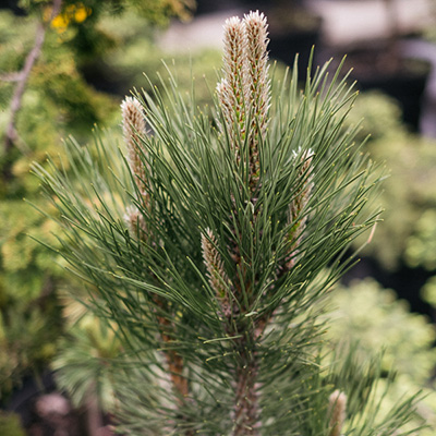 Sosna czarna ‚Pyramidalis’ (Pinus nigra)