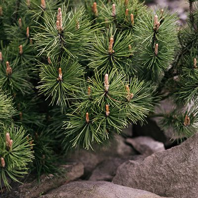 Sosna górska (Pinus mugo)