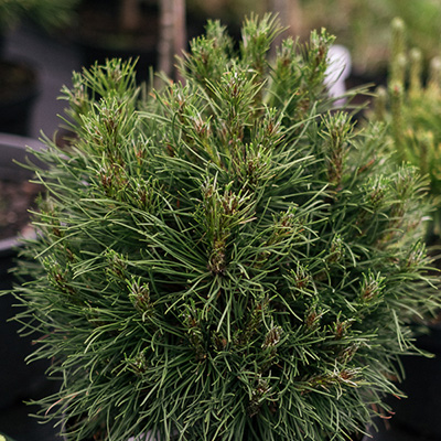 Sosna górska ‚Varella’ (Pinus mugo)