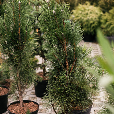 Sosna pospolita ‚Fastigiata’ (Pinus sylvestris)