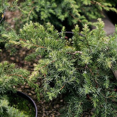 Jałowiec nadbrzeżny ‚Schlager’ (Juniperus conferta)