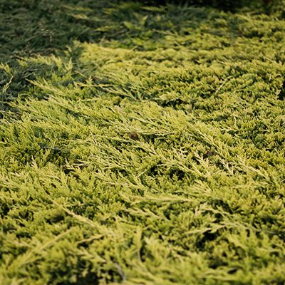 Jałowiec płożący ‚Golden Carpet’ (Juniperus horizontalis)