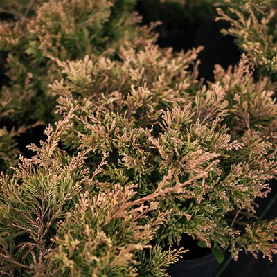 Jałowiec płożący ‚Limeglow’ (Juniperus horizontalis)