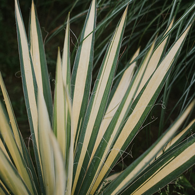 juka karolińska ‚Color Guard’ – Yucca filamentosa