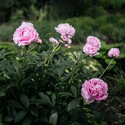 Piwonia ‚Sarah Bernhardt’ (Paeonia lactiflora)