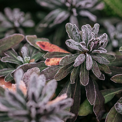 Wilczomlecz (Euphorbia)