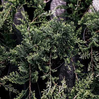 Jałowiec płożący ‘Wiltonii’ (Juniperus horizontalis)