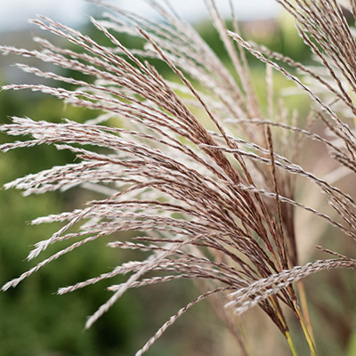 MISKANT CHIŃSKI ,MALEPARTUS’ (MISCANTHUS SINENSIS)