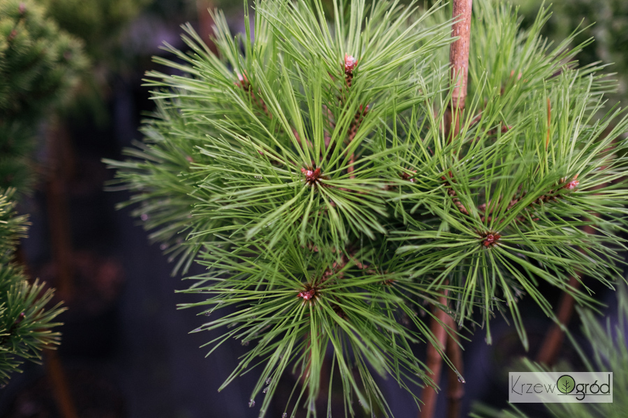 塩尻公明民主主義の道徳哲学（講義ノート）/北樹出版/塩尻公明