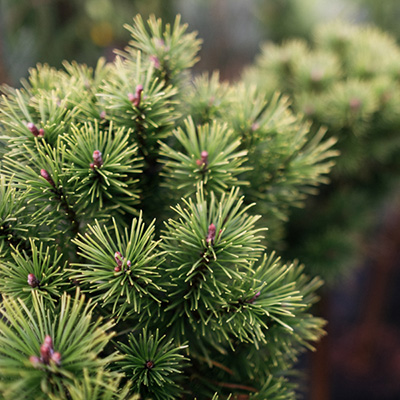 sosna górska ,Carsten’ (Pinus mugo)
