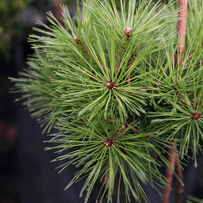 Sosna gęstokwiatowa ‚Low Glow’ (Pinus densiflora)