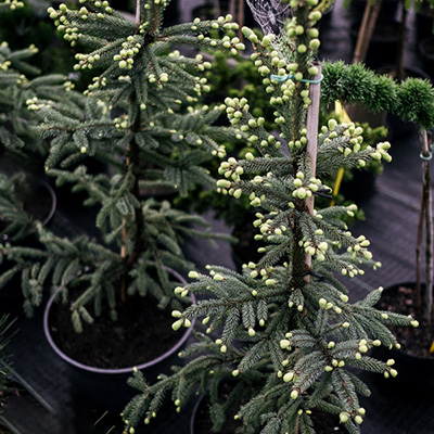 świerk czarny ‚Aurea’ (Picea mariana)